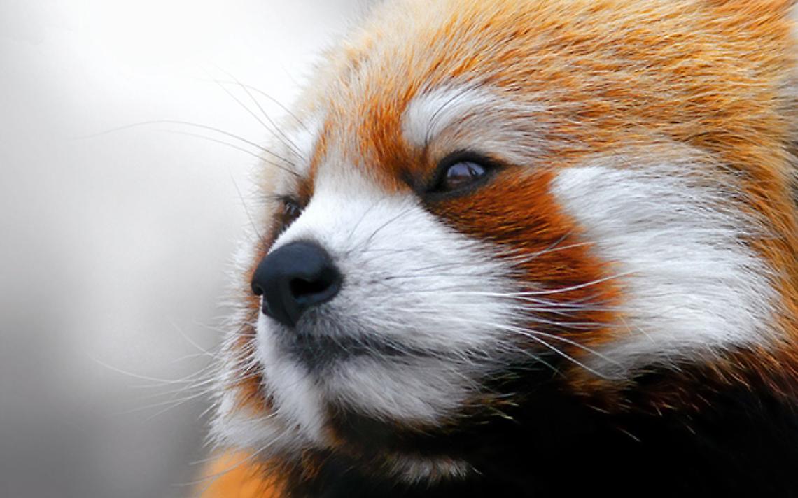 TORINO. Il panda rosso al Bioparco Zoom, un pezzo d'Asia in Piemonte