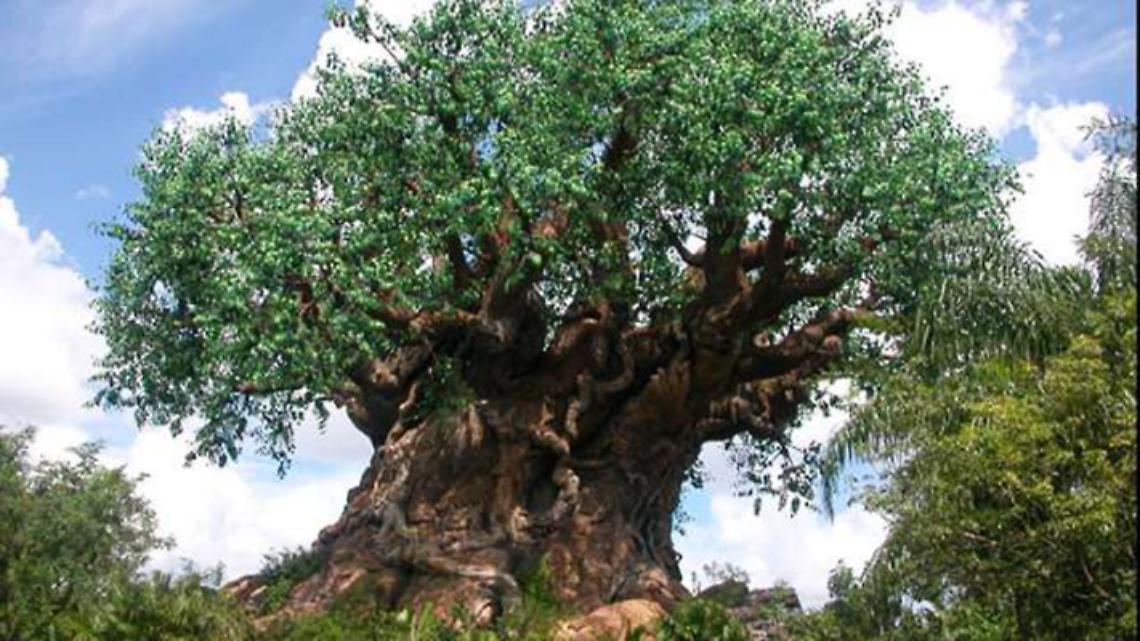 ROMA. La giornata degli alberi, alleati contro i mutamenti del clima