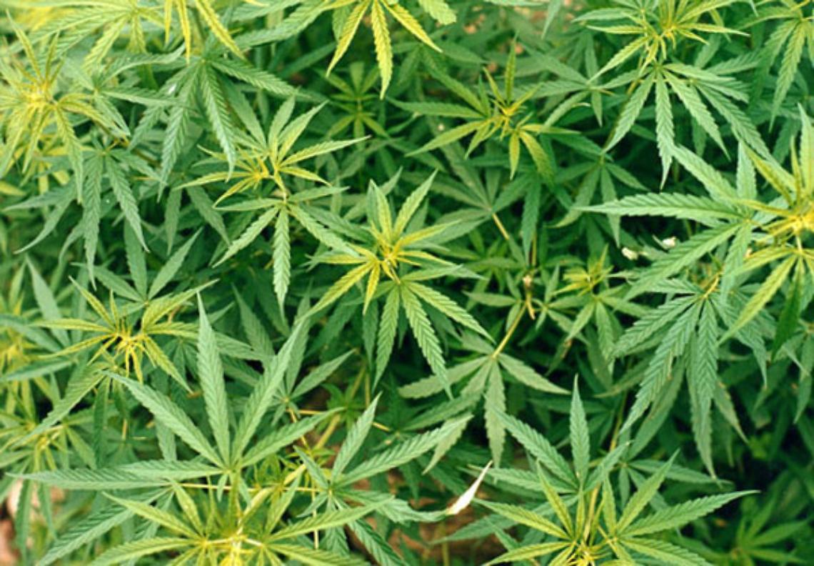 LEINI. Coltivavano marijuana in casa, traditi dall'odore di 'erba'