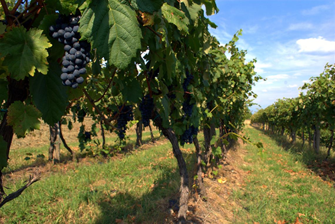 ALBIANO. Una “Camminata in rosa” tra le vigne