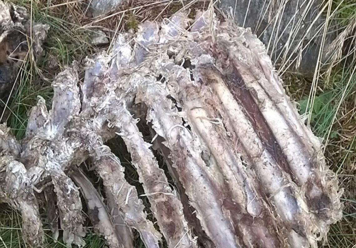FENESTRELLE. I lupi sbranano una bovina e due vitelli