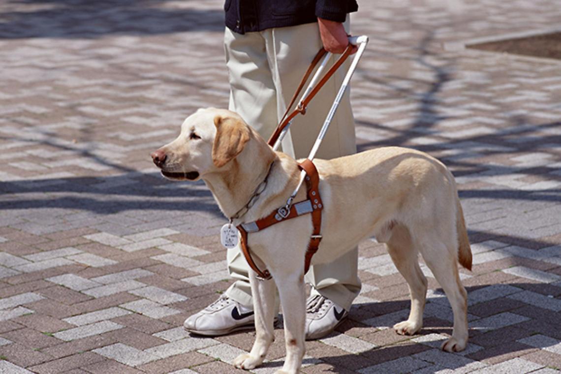 VERCELLI. Disabili: cane guida è troppo grande, cieca lasciata a piedi