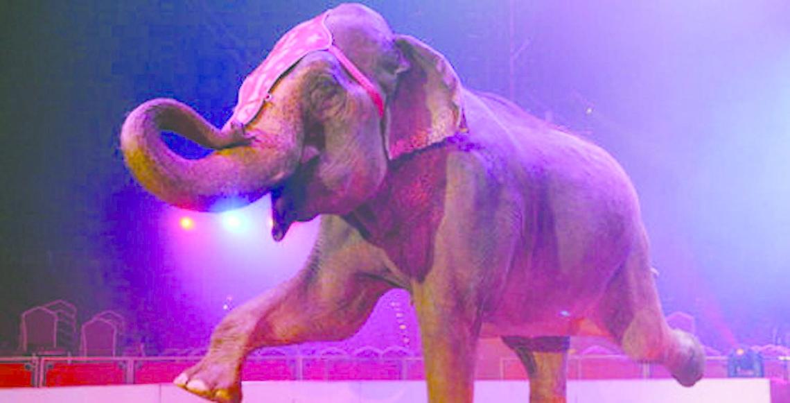 LEINI. Mai più giraffe ed elefanti a Leini: "Boicottiamo il circo con gli animali"