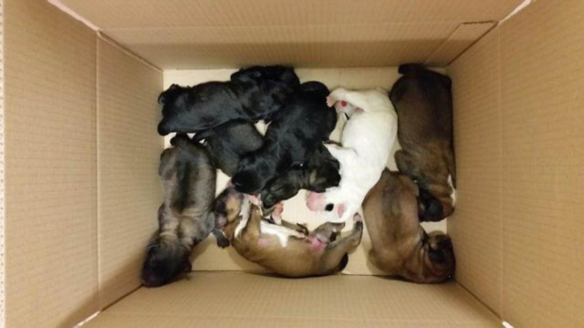 QUINCINETTO. Cuccioli di cane gettati da viadotti, sono morti nella notte