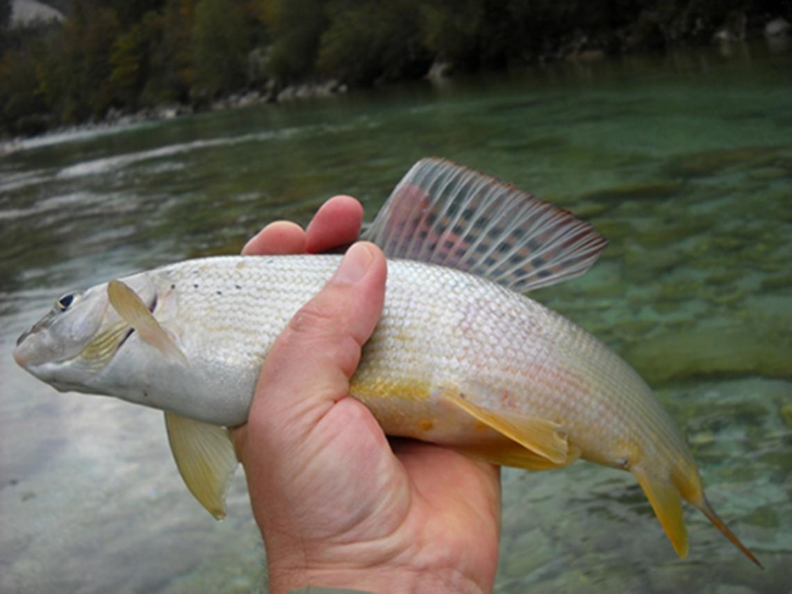 VALLE ORCO. Il temolo &egrave; scomparso