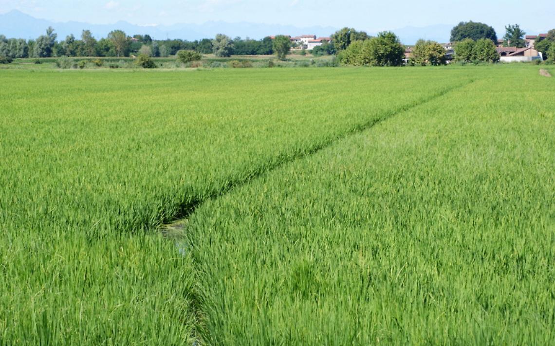 TORINO. Riso: Piemonte, con boom import a rischio 'risaia Italia'