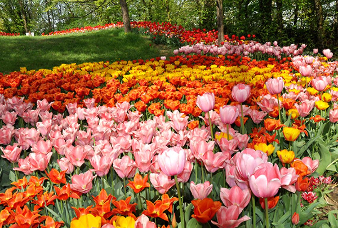 TORINO. Messer Tulipano, il parco di Pralormo si tinge di rosa