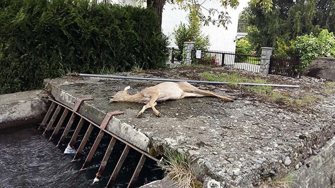 CAFASSE. Trovata una femmina di capriolo morta