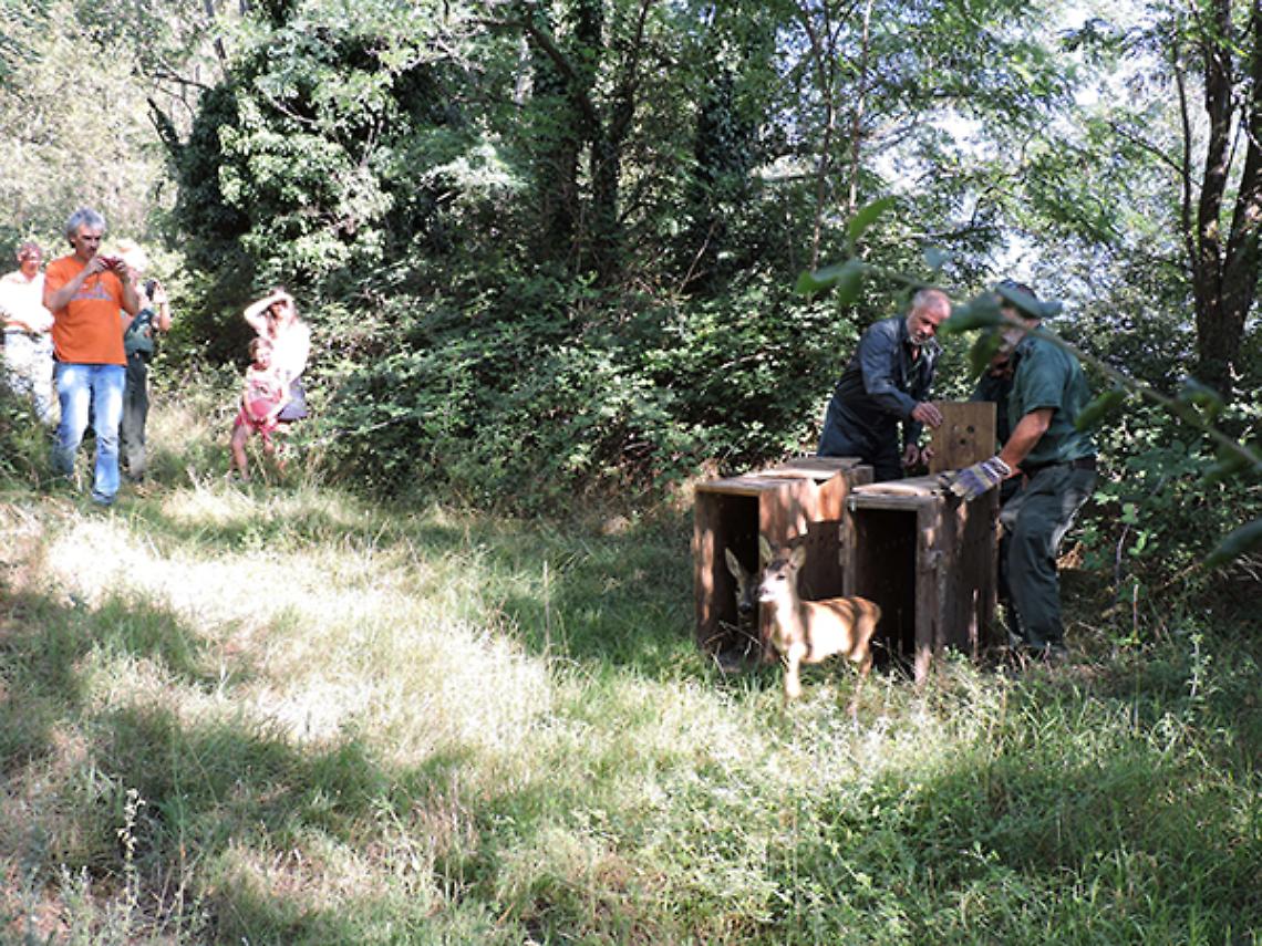 BORGONE SUSA. Liberati in natura il piccolo capriolo e la mamma finiti in una proprietà privata