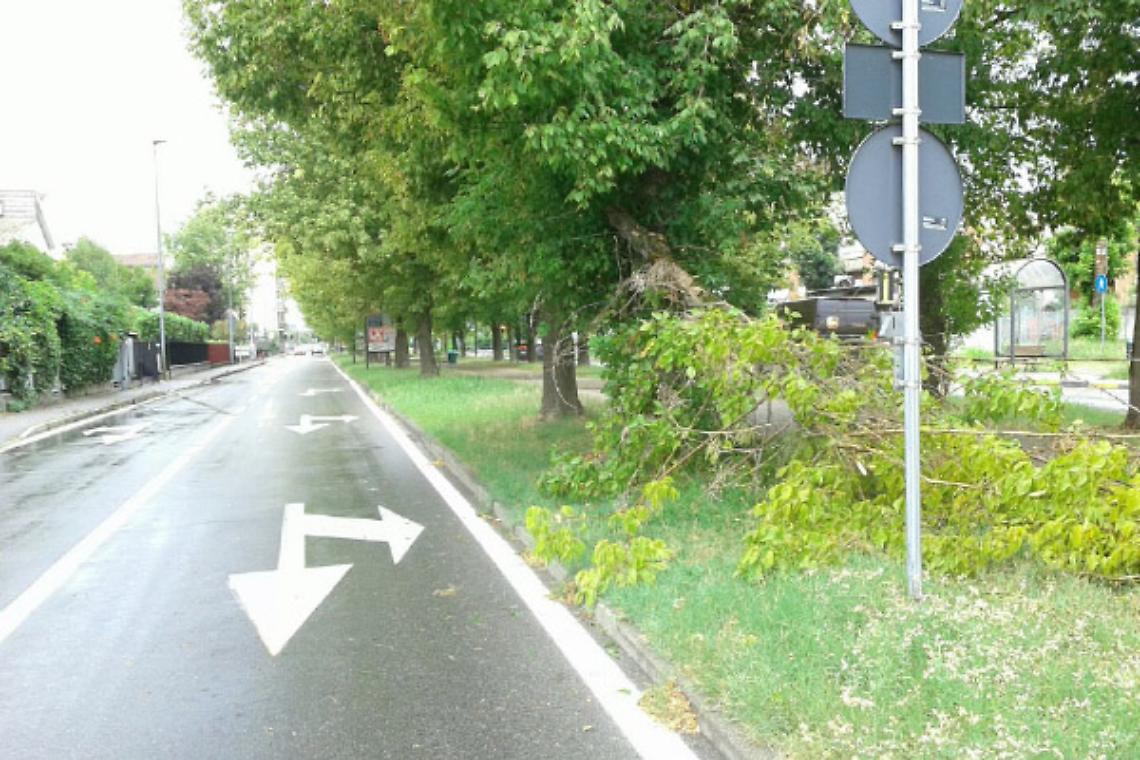 SETTIMO TORINESE. Maltempo, il vento spezza  alberi in corso Piemonte
