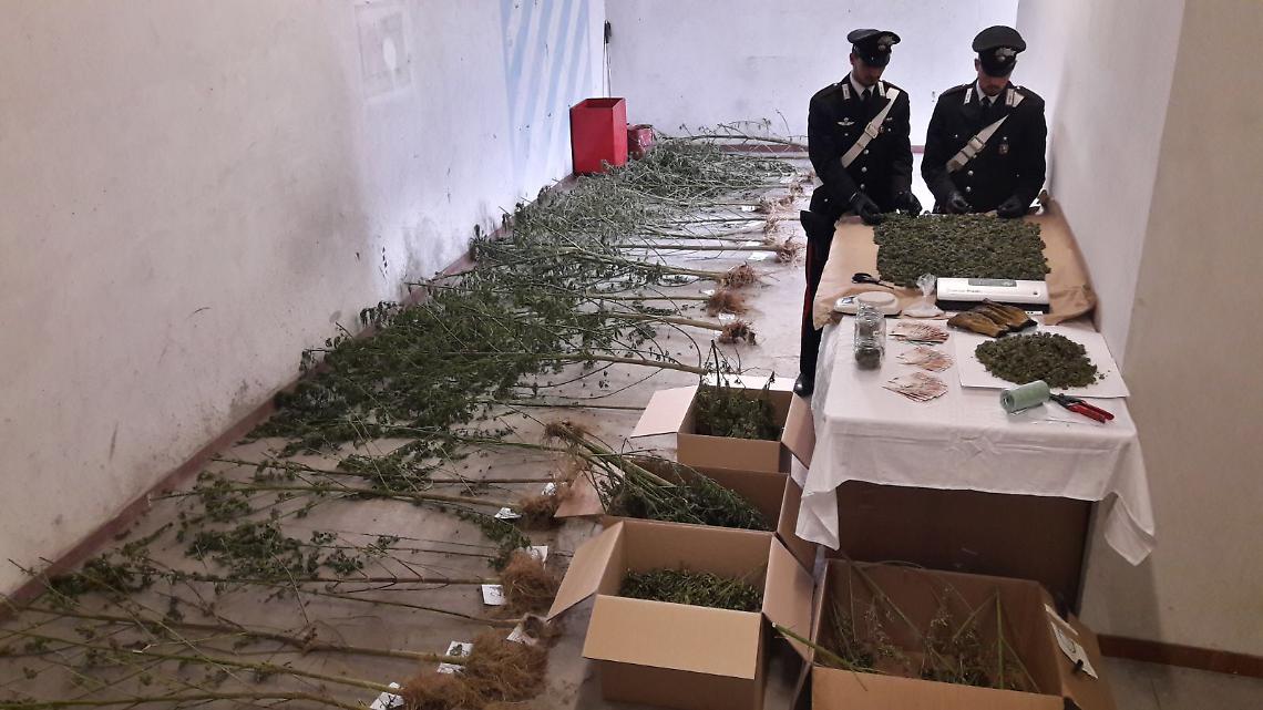 MEUGLIANO. Coltivava piantagione di marijuana nei boschi, arrestato operaio