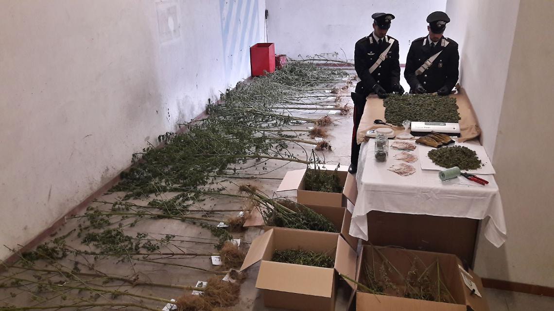 CONDOVE. Droga: piante di marijuana in casa, arrestato pusher