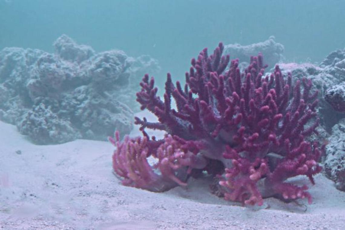 ASTI. Turismo: percorso naturalistico sulle tracce del mare