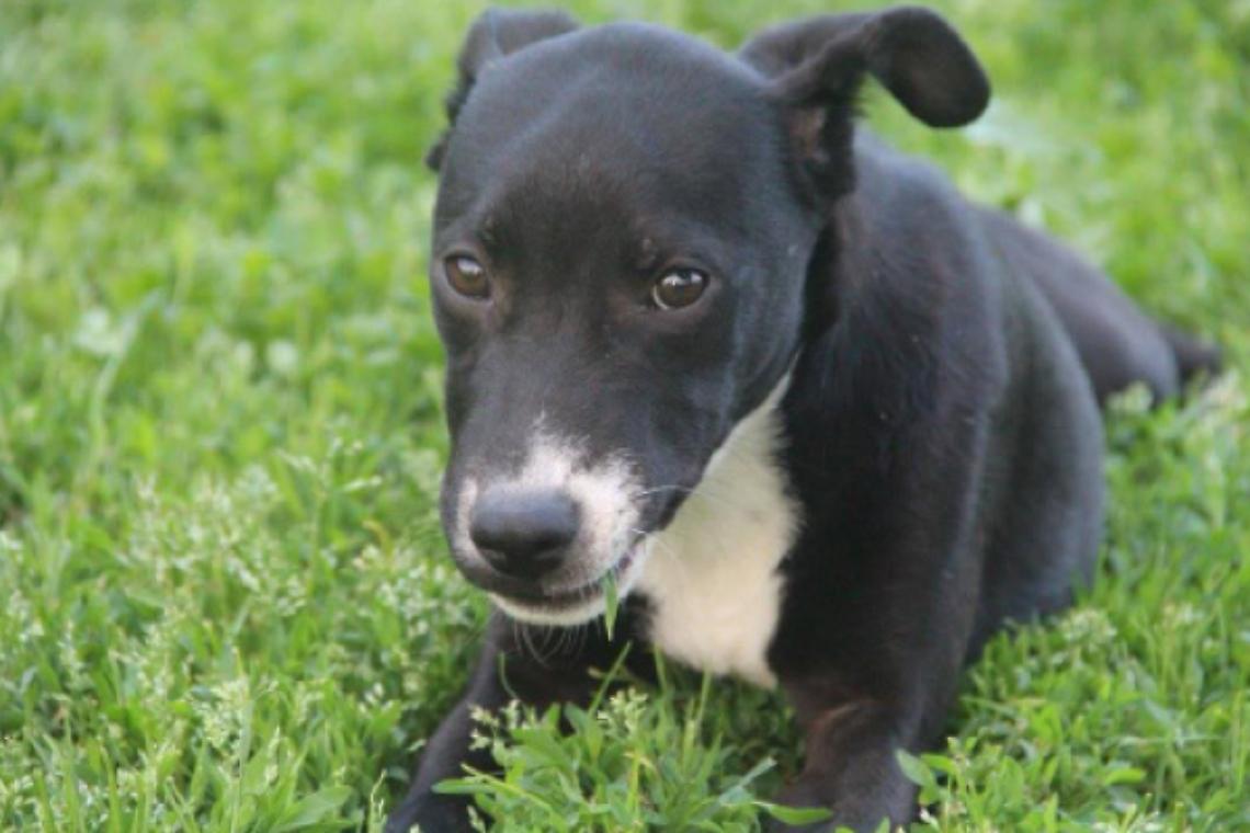 CALUSO. La storia di Nerone: il cane abbandonato per tre volte