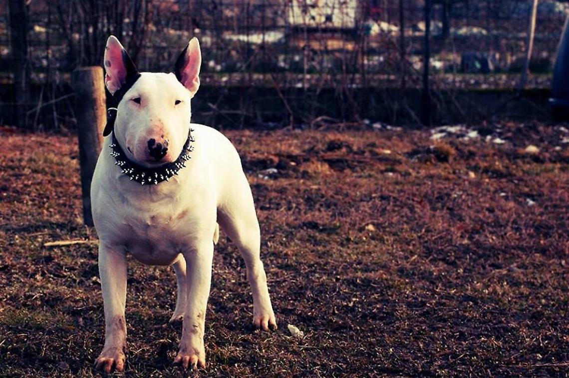 MONTEU DA PO. Il cane ingiustamente accusato di omicidio è tornato a casa