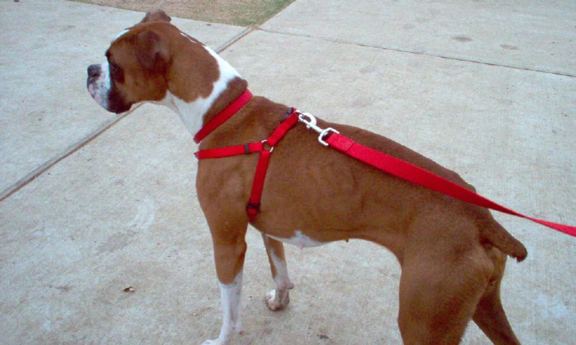 LUSIGLIE'. Troppe cacche: Il sindaco Marasca detta le regole ai padroni dei cani