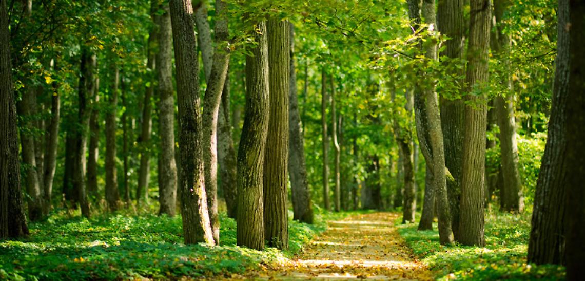ROMA. Via libera da Consiglio Ministri a Testo Unico sulle foreste