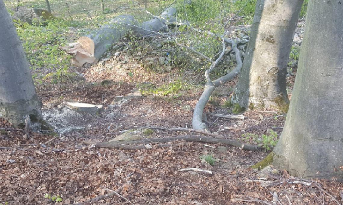 CORIO. Morto schiacciato dagli alberi che abbatteva