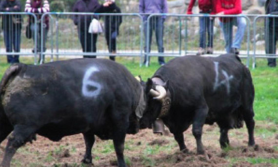 GROSCAVALLO. Domenica 22 aprile la Battaglia delle Regine!