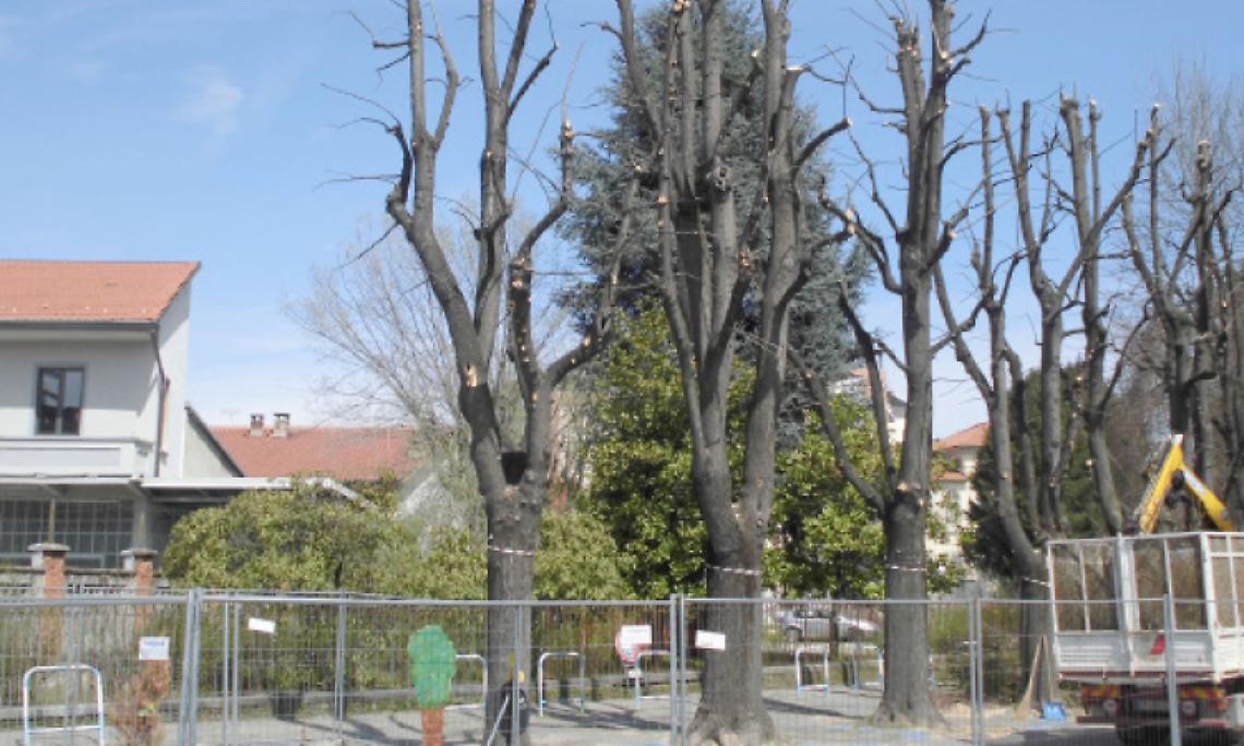 CHIVASSO. I tigli dell’ospedale sono salvi. E’ iniziata la potatura degli alberi