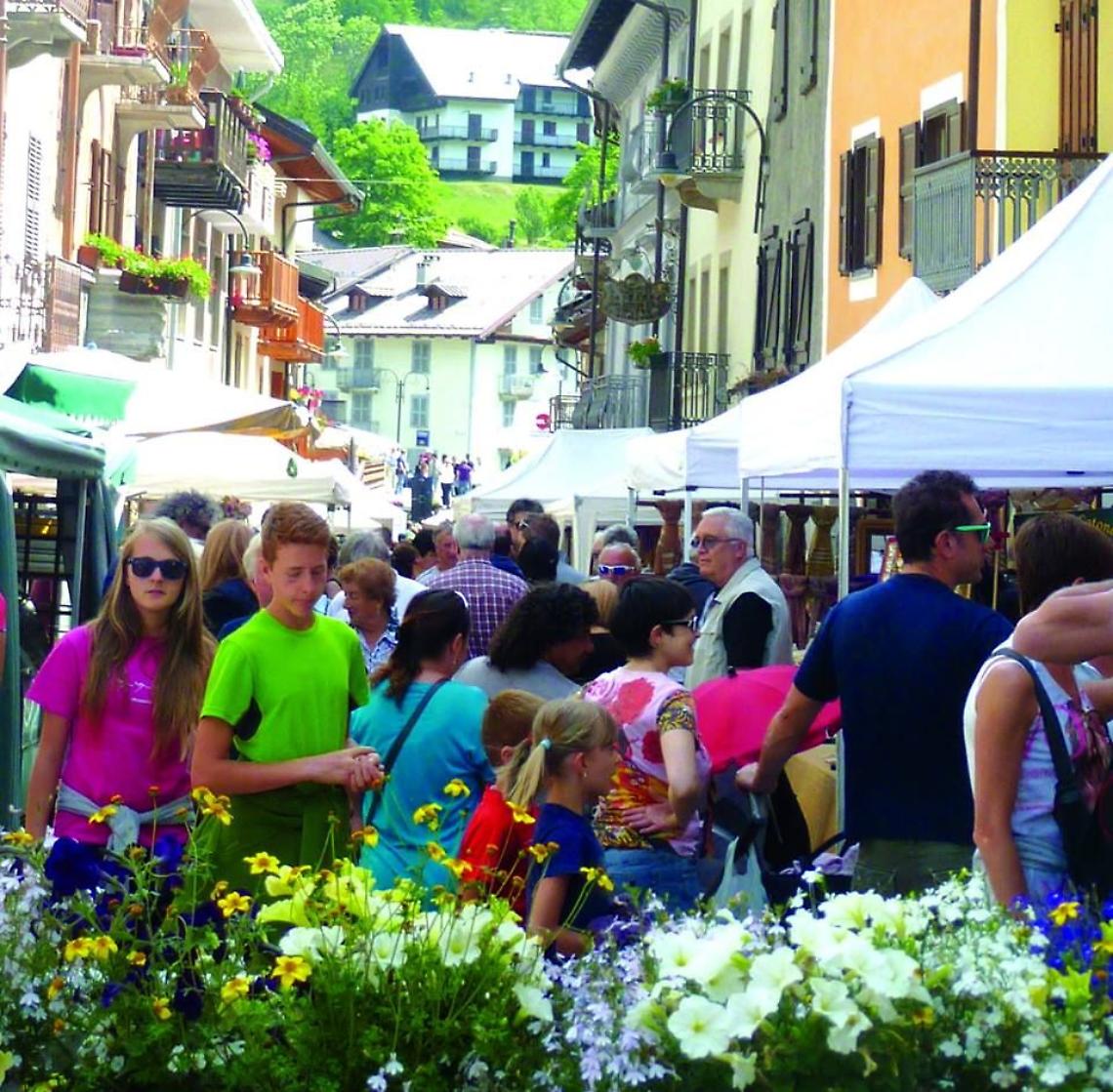 CESANA. Festa del Maggiociondolo