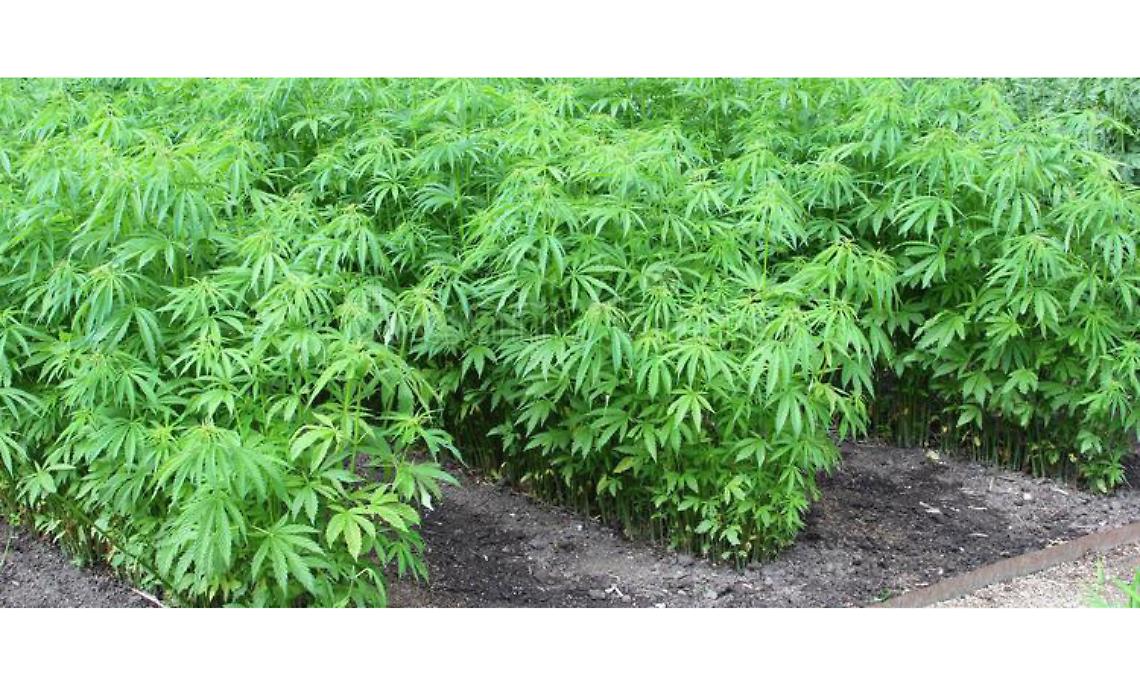 IVREA. Cannabis light: vendibile ovunque tranne in tabaccheria