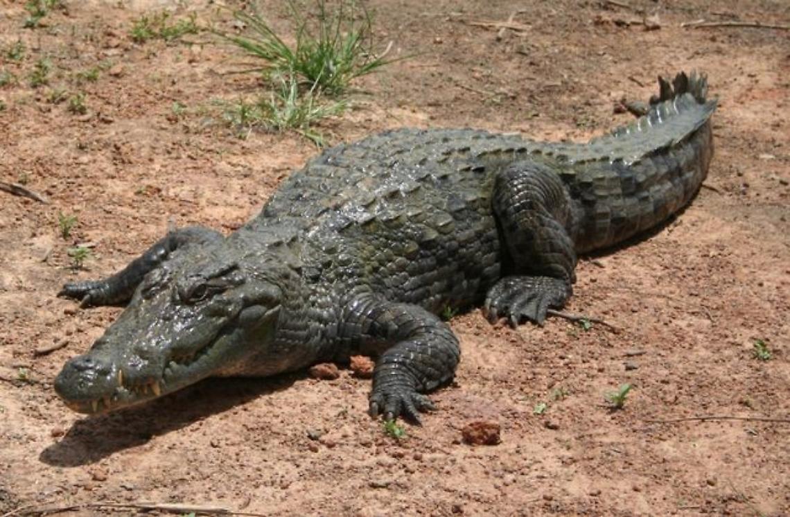 RIVA PRESSO CHIERI. Allarme per coccodrillo in giardino, ma era di plastica