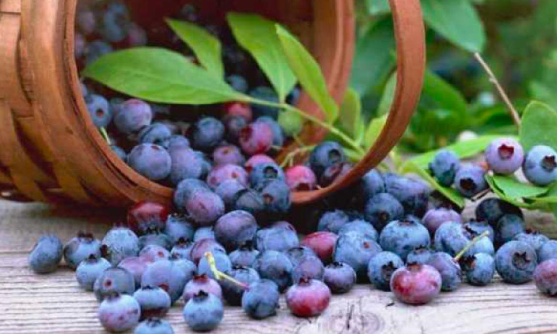MONCRIVELLO. Il paese sta preparando la “Sagra del mirtillo”