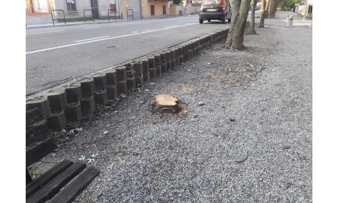 CRESCENTINO. «In viale Po abbattiamo le piante malate» Ma non c’è nessuno studio fitopatologico