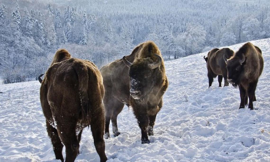 IVREA. In Canavese  al  tempo dei  romani, tra  orsi, bisonti e  stambecchi