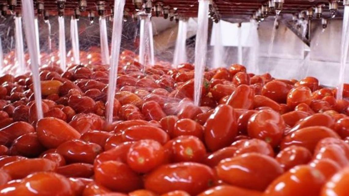 BOLOGNA. Pomodoro da industria, cala superficie coltivata Nord Italia