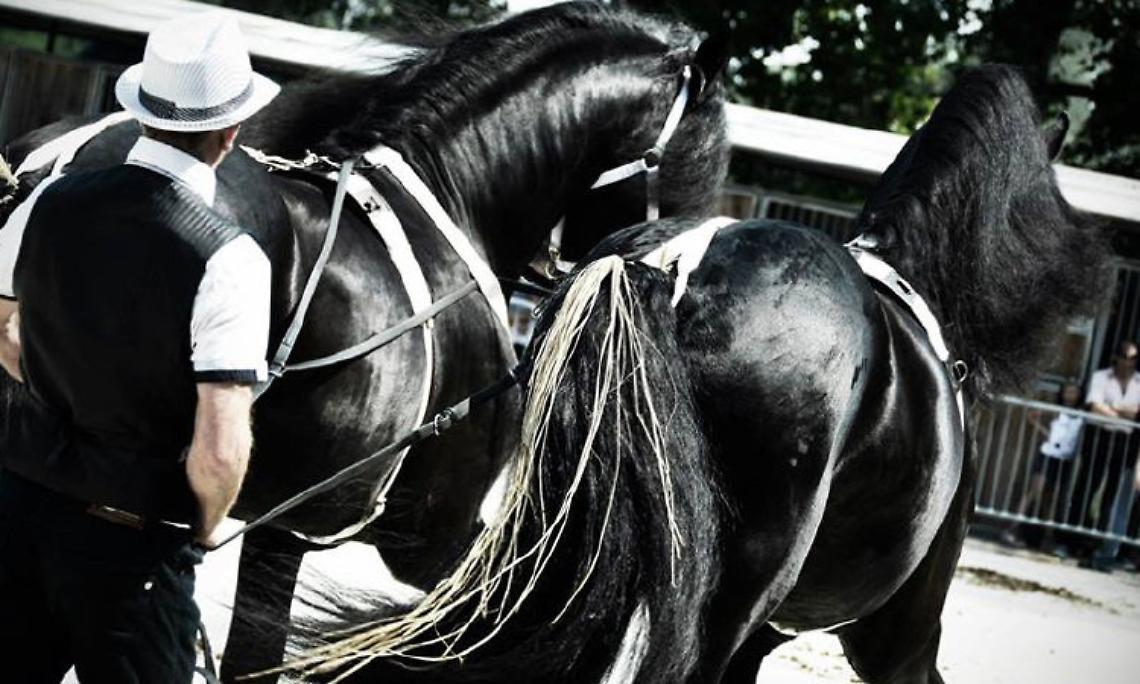 IVREA. I cavalli saranno i veri protagonisti dell’evento