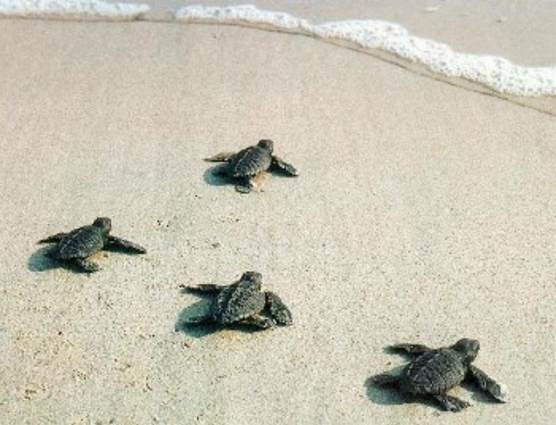 ROMA. Tartarughe marine tornano a nidificare su spiagge italiane
