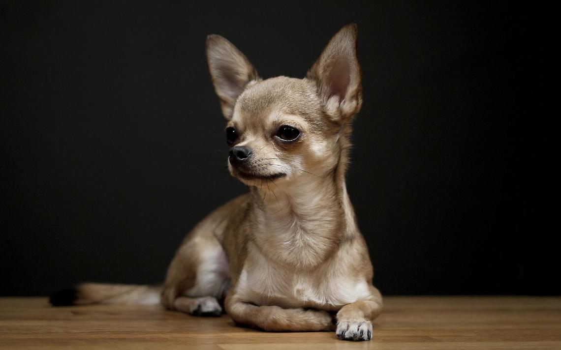 TORINO. Chihuahua blocca il traffico in centro, interviene la polizia