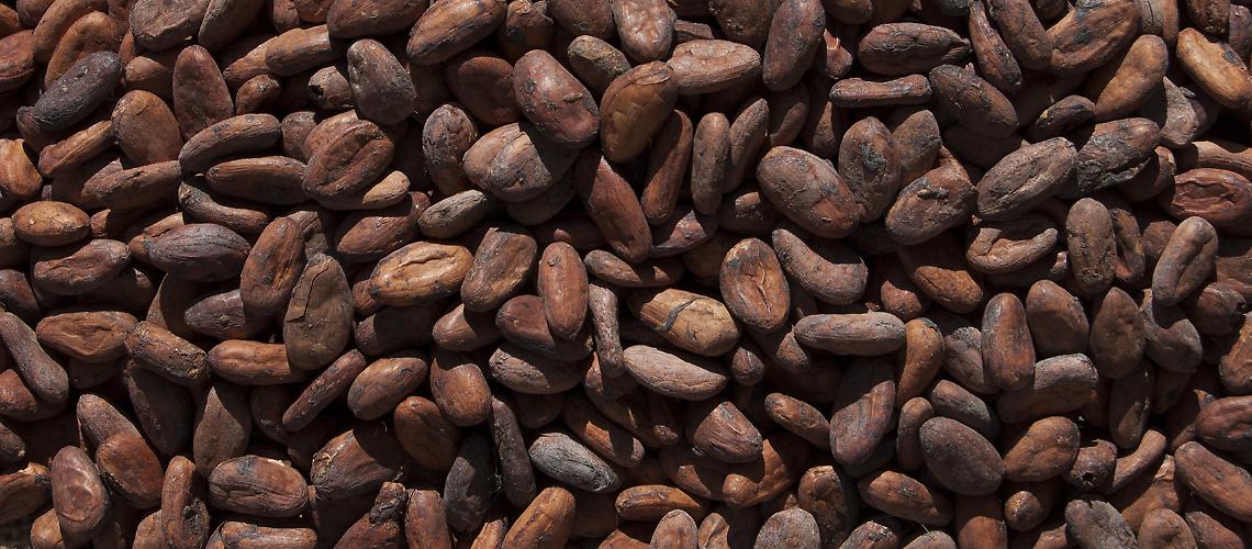 TORINO. Il cacao più raro al mondo sbarca al Salone del Gusto