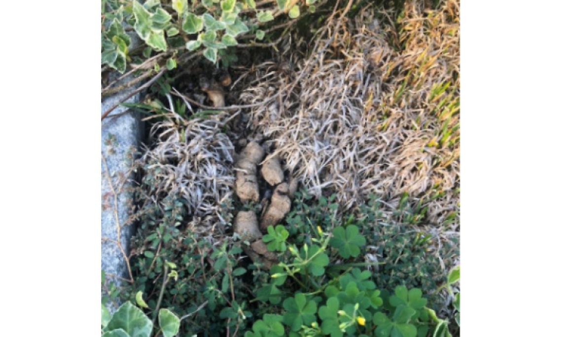 FAVRIA. Cacche sulle tombe al cimitero, scoppia la polemica