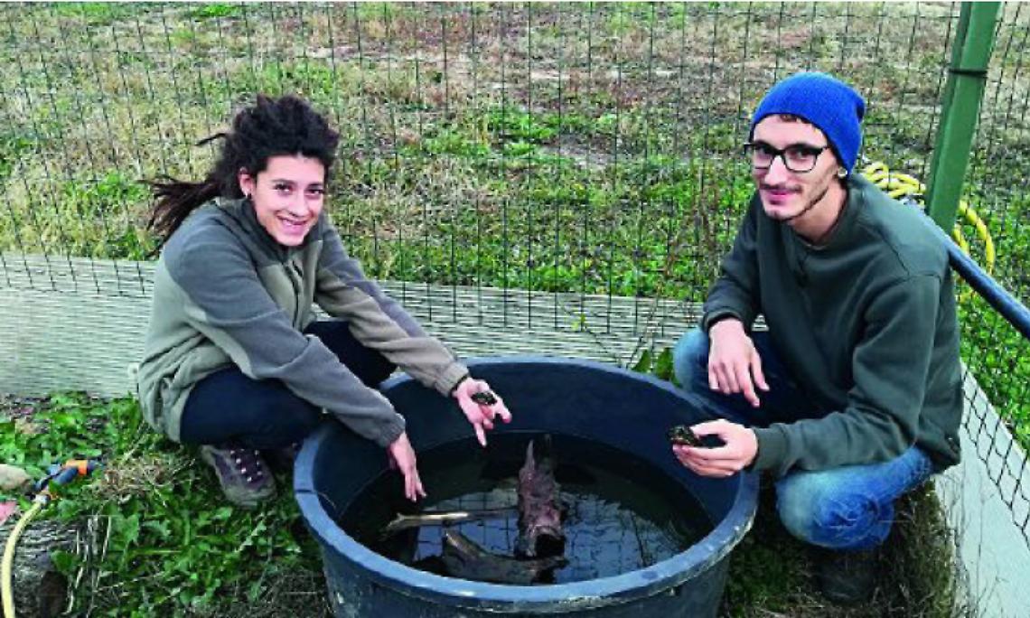 LIVORNO FERRARIS. A Castell’Apertole due studiosi di biologia salvano dall’estinzione le testuggini Emys