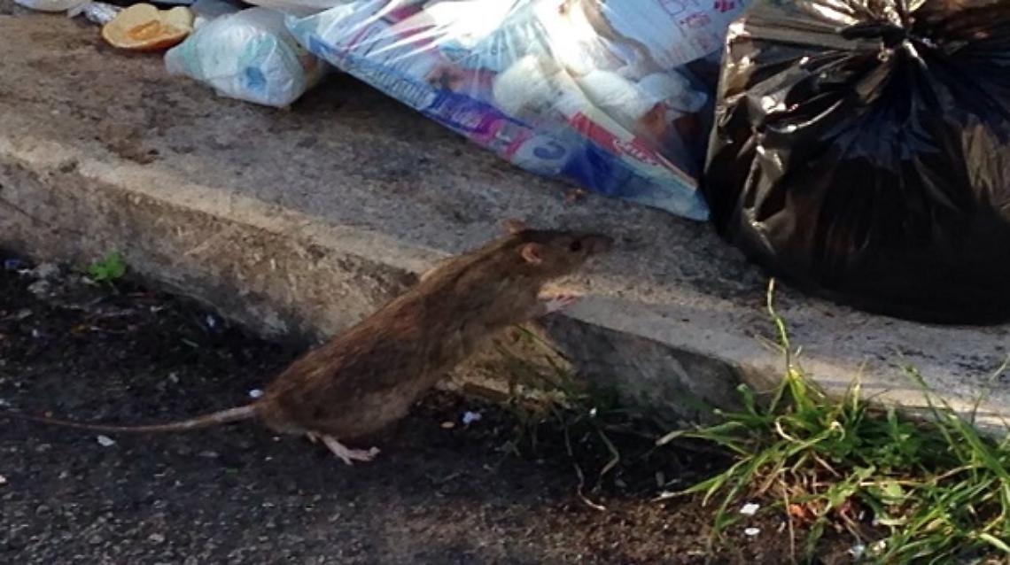 BORGOFRANCO. I topi invadono la stazione “E’ tutta colpa dei rifiuti”