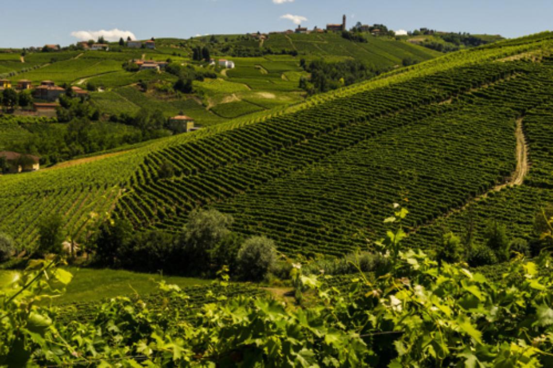 ASTI. Lavoro in nero tra le vigne del Moscato, denunce e sanzioni