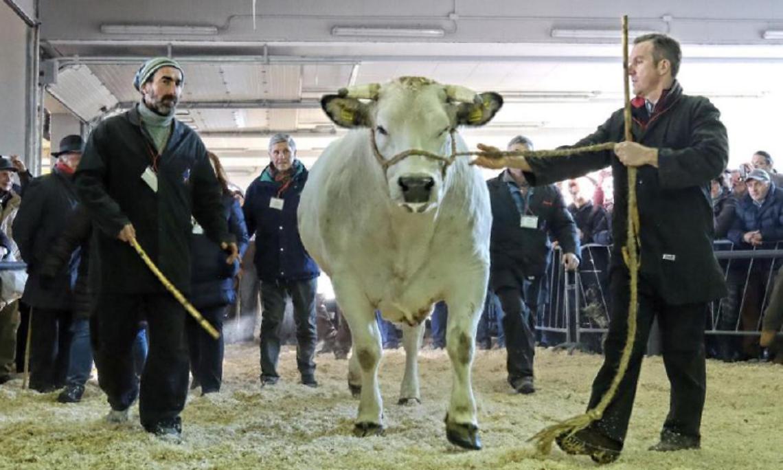 SALUGGIA. Con la Pro Loco a Carrù alla Fiera del bue grasso