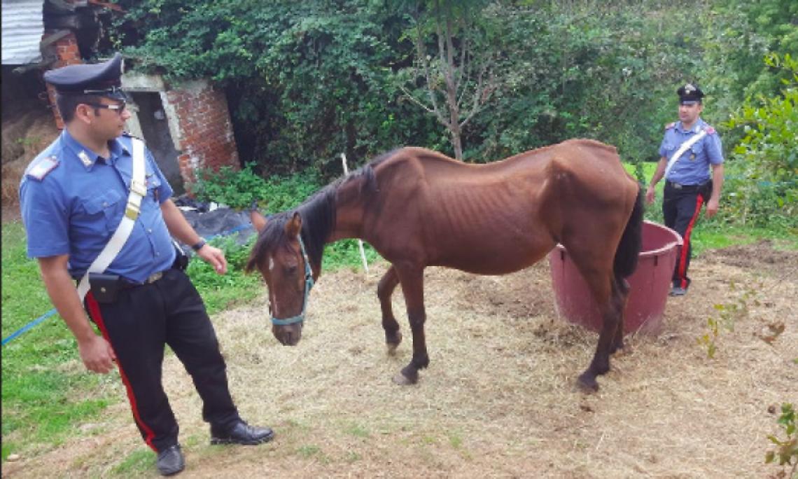 BARBANIA. Jasmine, la cavalla maltrattata, è morta dopo due mesi di cure