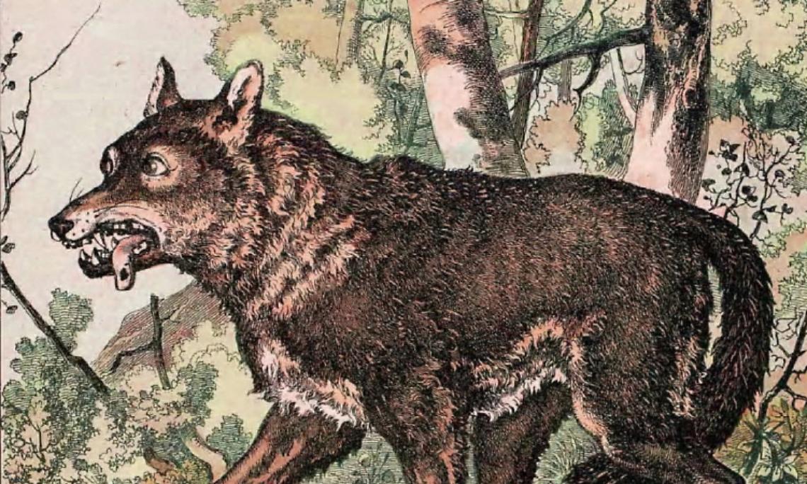 CHIVASSO. Il lupo nel  Chivassese:  un ritorno al passato