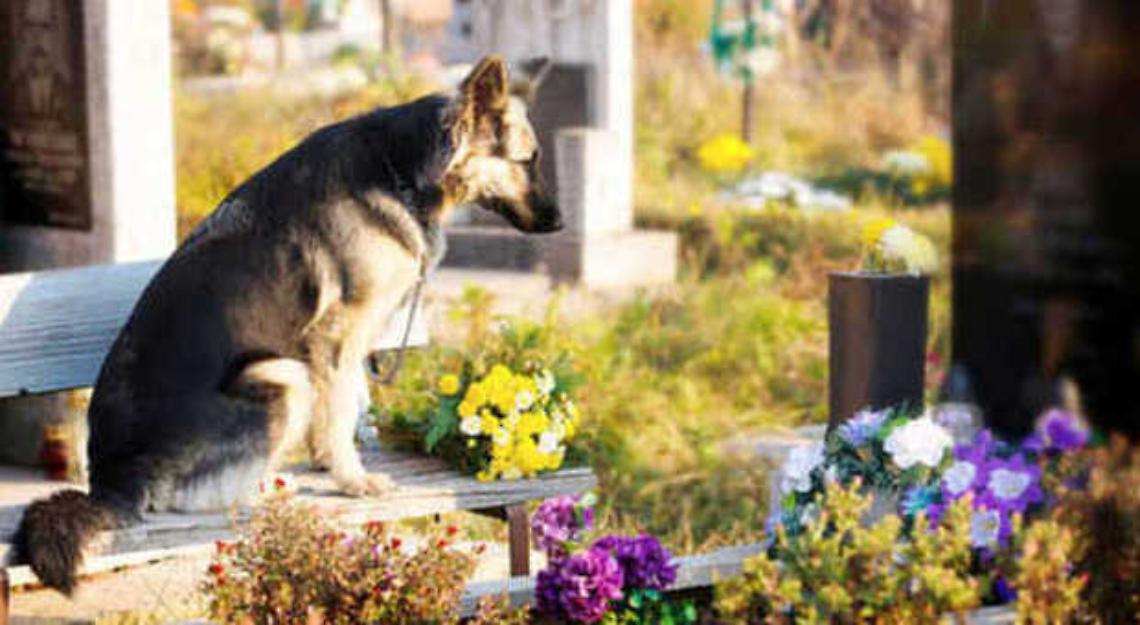 SETTIMO TORINESE. Anche i cani  possono entrare  nel cimitero