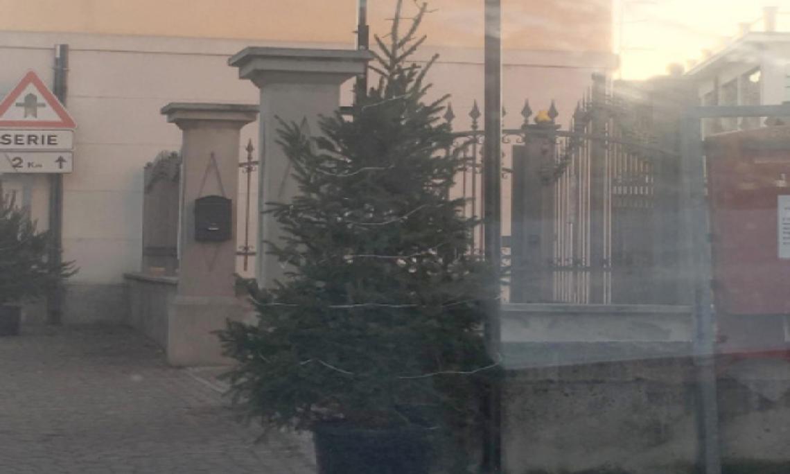 SAN MAURO. Rubano tre alberi di Natale e se li portano a casa