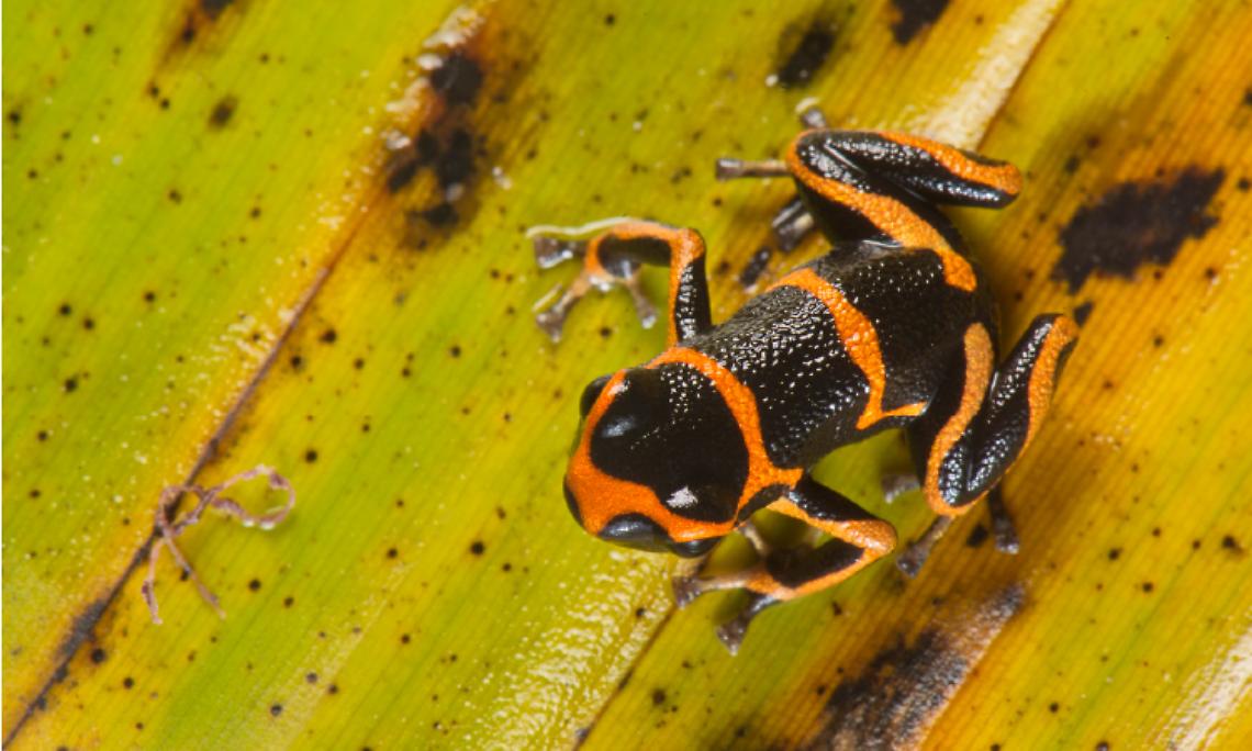 SETTIMO. Il mimetismo degli animali che ispira anche gli uomini