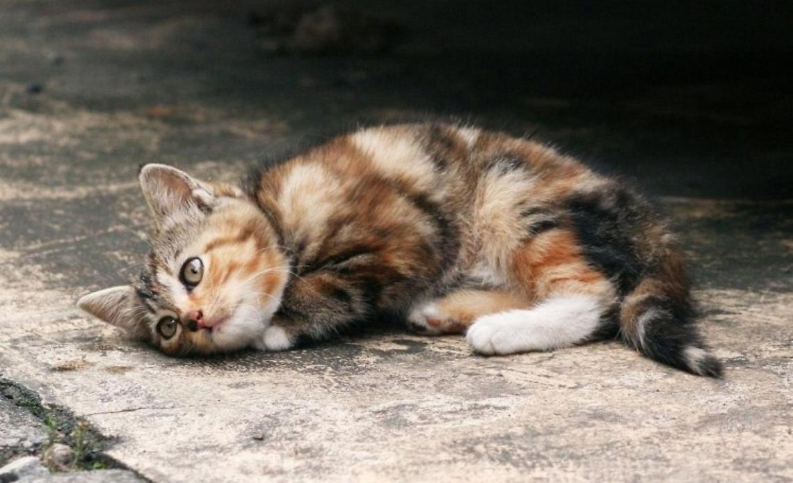 Un cuore grande così: autista ferma il pullman e salva un gattino investito 