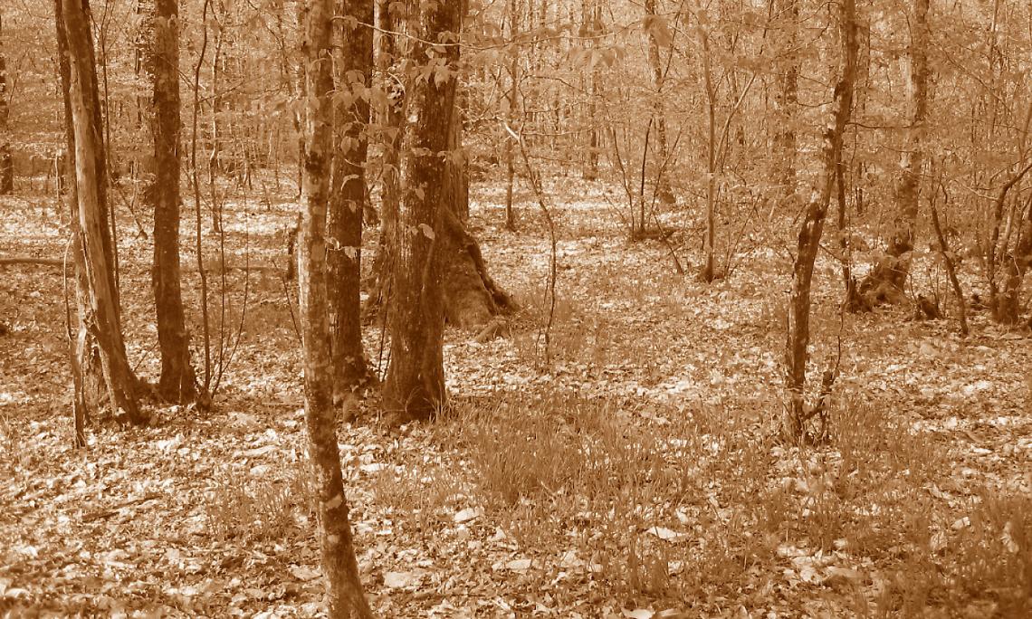 SETTIMO. La foresta padana