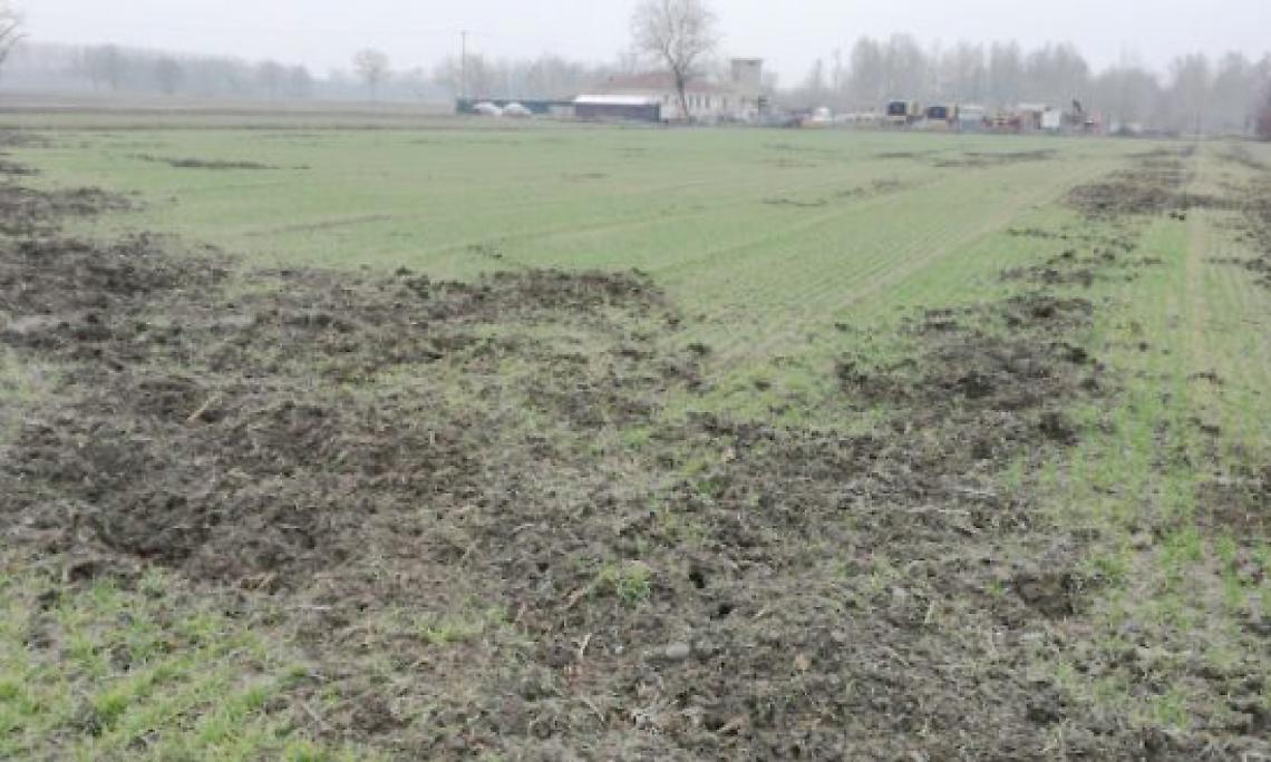 MERCENASCO. E’ emergenza cinghiali, nutrie e caprioli