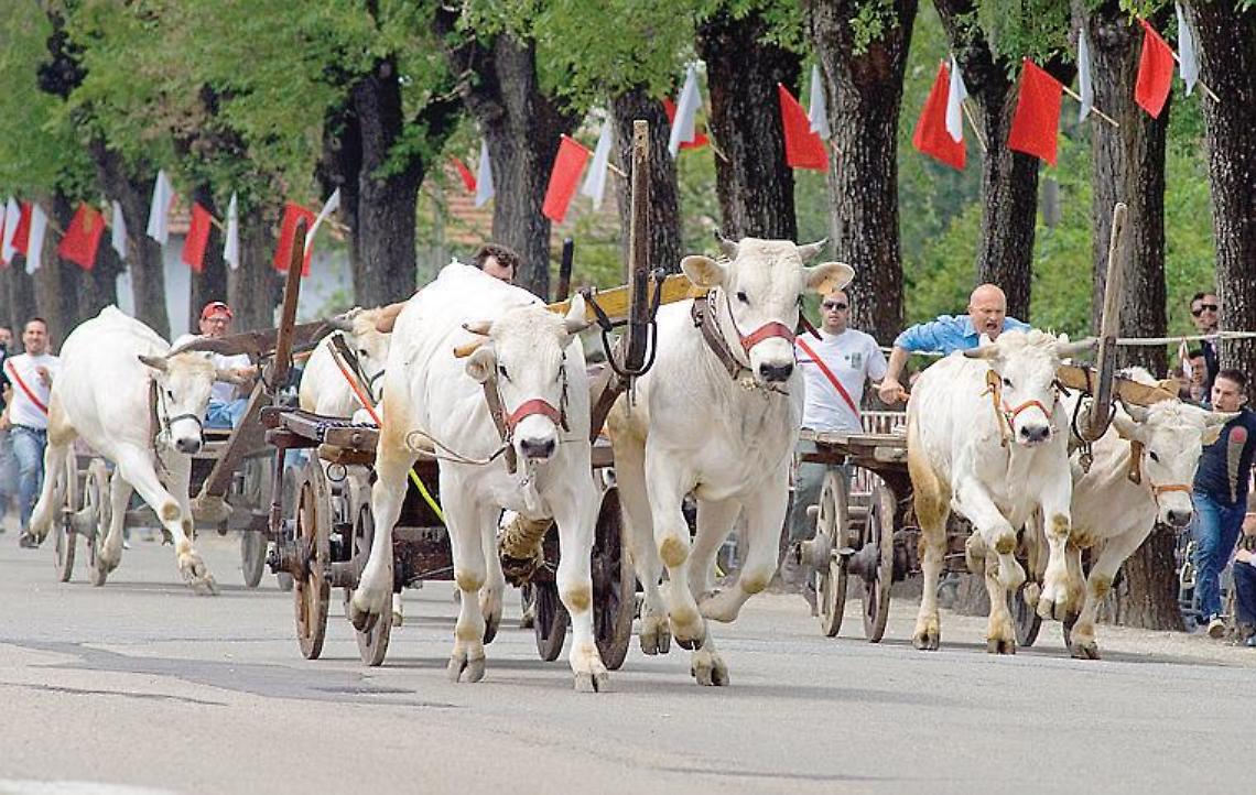 VERCELLI. Torna la corsa dei buoi a Caresana, protestano gli animalisti