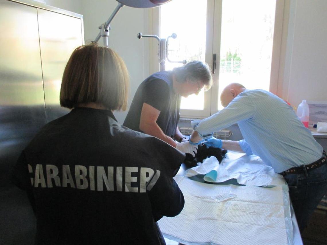 CALUSO. Traffico illecito di bulldog francesi, la forestale scopre un'importante truffa